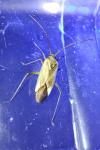 Adelphocoris lineolatus