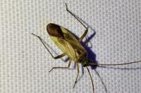 Adelphocoris lineolatus