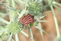 Graphosoma semipunctatum