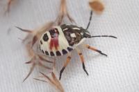 Carpocoris