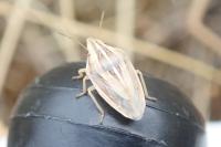 Aelia acuminata