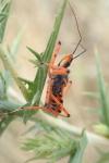 Rhynocoris iracundus