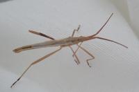 Chorosoma schillingii