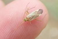 Adelphocoris lineolatus
