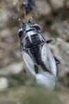 Geocoris lineola