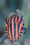 Graphosoma italicum