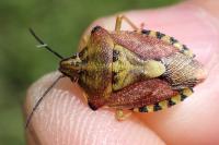 Carpocoris purpureipennis