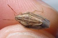 Aelia acuminata