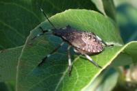 Halyomorpha halys