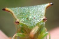Stictocephala alta