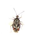 Deraeocoris ruber