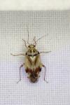 Lygus gemellatus