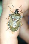 Pinthaeus sanguinipes