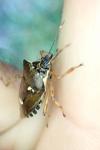 Pinthaeus sanguinipes