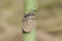 Eurygaster maura