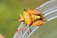 Carpocoris mediterraneus atlanticus