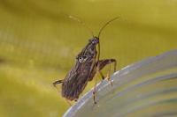 Himacerus major