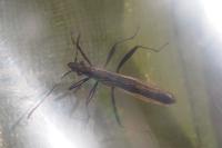 Micrelytra fossularum