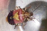 Dolycoris baccarum
