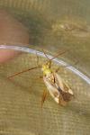 Adelphocoris lineolatus