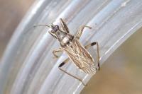 Himacerus major