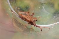 Coreus marginatus