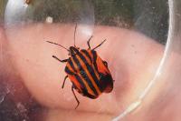 Graphosoma italicum