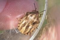 Eurygaster testudinaria