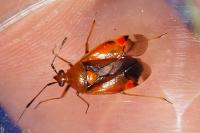 Deraeocoris ruber