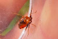 Deraeocoris ruber
