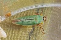 Cicadella viridis