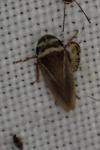 Aphrodes