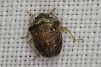 Eysarcoris ventralis