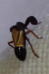 Caliscelis bonellii