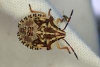 Carpocoris
