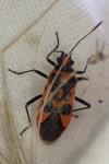 Corizus hyoscyami