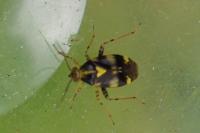 Liocoris tripustulatus