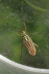 Oncotylus viridiflavus