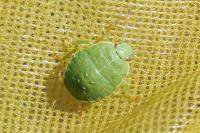Palomena prasina