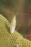 Stenodema calcarata