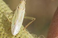 Stenodema calcarata