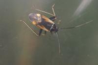 Adelphocoris seticornis