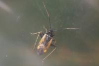 Adelphocoris seticornis