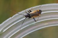 Adelphocoris seticornis