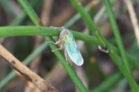 Cicadella viridis