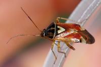 Lygus pratensis