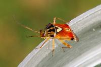 Lygus pratensis