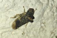 Ledra aurita
