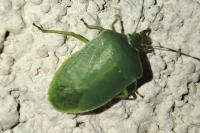 Nezara viridula