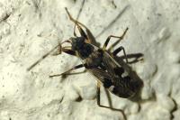 Beosus maritimus